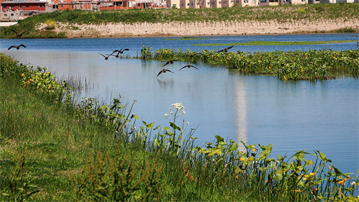 Recuperaci&oacute;n Ecosistema